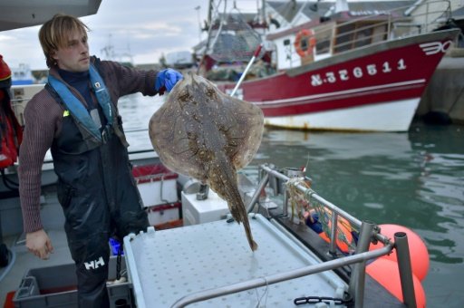 French fisherman Daniel Kerdavid prepares to kill a ray according to the Japanese technique 'Ikijime', onboard his boat Miyabi in Quiberon, Brittany. AFP Photo