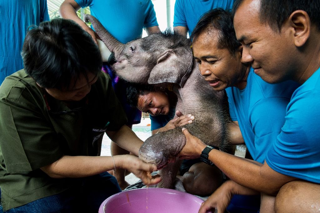 Six-month-old elephant 'Clear Sky' gets her injured foot treated by vet Padet Siridumrong (L) after a hydrotherapy session at a clinic in Chonburi province, east of Bangkok, on Jan 5, 2017. AFP Photo