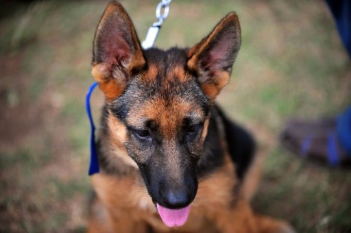 PETA is calling on dog lovers to boycott movie "A Dog's Purpose" in order to send the message that dogs and other animals should be treated humanely and not as movie props. - AFP Photo