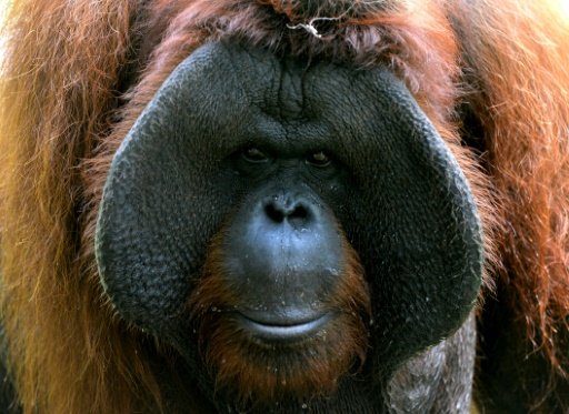 The habitat of Bornean orangutans has dwindled by over 50 percent in the past 20 years, and its population has fallen by more than 50 percent over the past 60 years, the WWF says -AFP photo