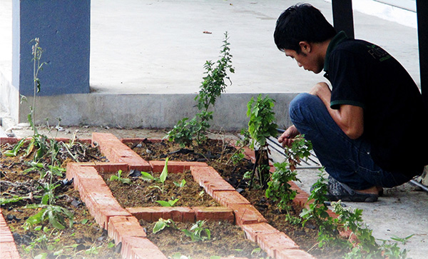 A Satoyama Farm staff attending to plants grown in soil enriched with bamboo char chips.