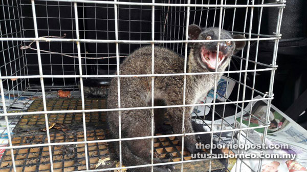 Photo shows the civet, which will undergo rehabilitation before being released back into the wild.