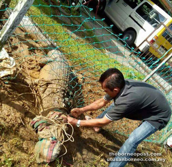 End of the road for duck thief as one of the villagers tightens the ropes around the reptile’s head.