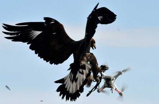 A royal eagle catches a drone during a military exercise at the Mont-de-Marsan airbase, southwestern France. AFP Photo