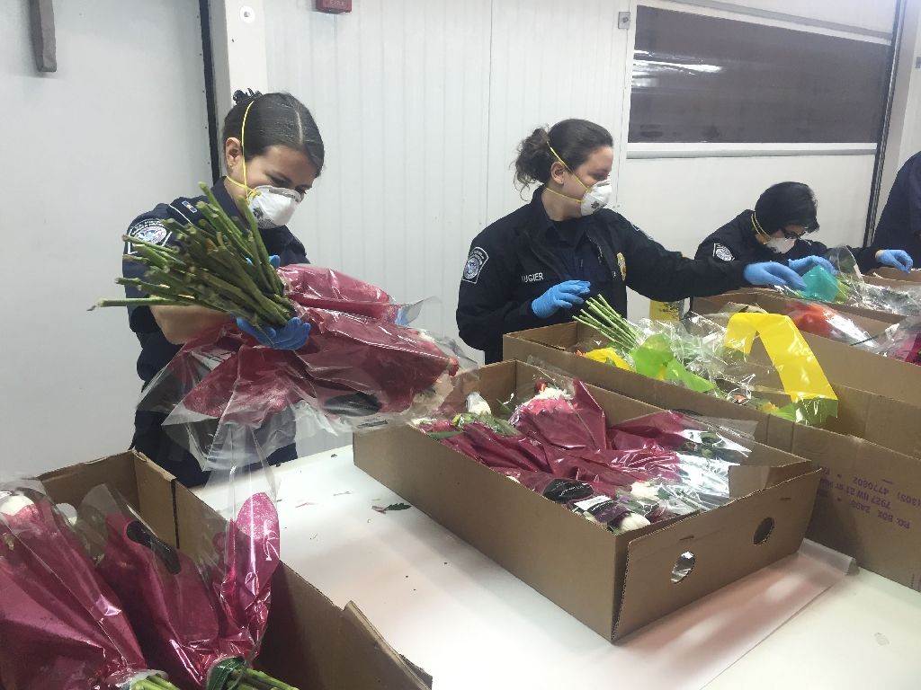 Agriculture specialists from the US Customs and Border Protection inspect a shipment of flower stems on February 8, 2017 at the Miami airport, to keep pests and plant diseases from entering the US and harm local agriculture. AFP Photo