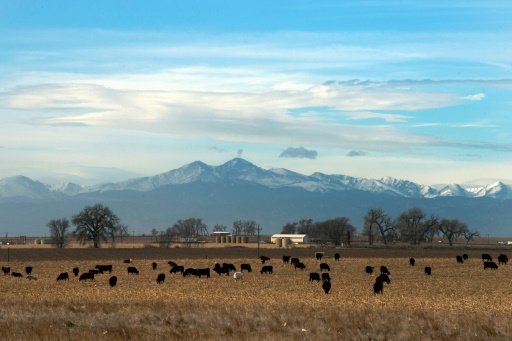 Artificial insemination, embryo transfer and genetic selection have led to significant improvements in animal breeding in recent years. - AFP Photo