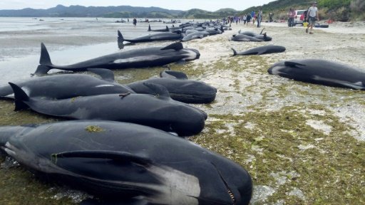 An estimated 666 pilot whales were stranded in two pods at Farewell Spit, on the northern tip of New Zealand's South Island. - AFP Photo