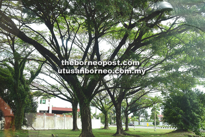 Rain tree bintulu