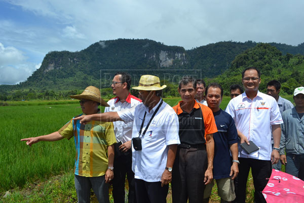 GREEN FIELDS: Masing (third left) visits the paddy field. At second left is Kapit Deputy Resident (social development) Mohd Ikhmal Abdullah. 