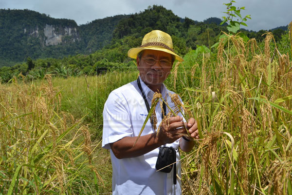 The whole area, 400 acres, is to be developed for wet padi cultivation once the DID (Drainage and Irrigation Department) scheme is completed. Now five acres under the pilot project of full mechanisation farming, from soil ploughing to harvesting, is fully done with machinery. Tan Sri Dr James Jemut Masing, Land Development Minister