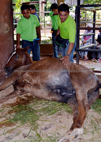 FOUND DEAD: Staff of Melaka Zoo and Night Safari examining the horse which was found dead. — Bernama photo