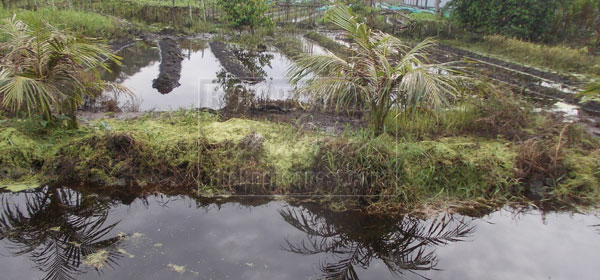 WASTED GREEN: A flooded vegetable farm that saw many vegetables damaged. 