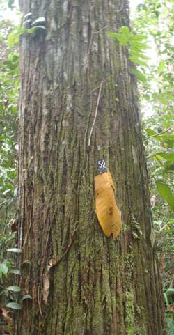 SPECIES RICH: Meranti buaya (Shorea uliginosa) is one of the trees that can be found in the park. 