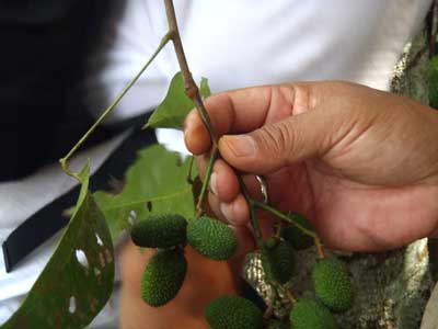 FOREST FOOD: The Xerospermum laevigatus has a spiny fruit that is edible.