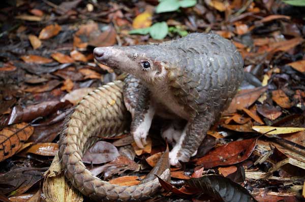 FAVOURITE PREY: A pangolin can easily end up as a dish on the dinner table. It is considered ‘clean food’ as its main diet is ants.