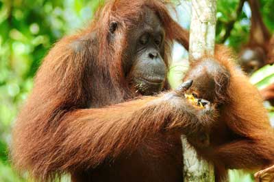 PROTECTED: Hunting the orang utan is strictly prohibited in Sarawak. 