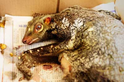 HANDS-OFF: A flying lemur is protected under the Wild Life Protection Ordinance 1998 (Amendment 2003). — Photos courtesy of SFC