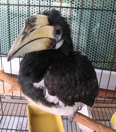 PROTECTED AS WELL:  The black-piped hornbill is another protected species.