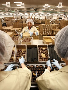 SOLID GROWTH: Photo shows workers packing boxes of chocolates at a candy manufacturing factory. Cocoaland’s future earnings trajectory has been viewed as bright and intact, driven by its rapid capacity expansion, enlarged portfolio mix and wider customer base. — Bloomberg photo