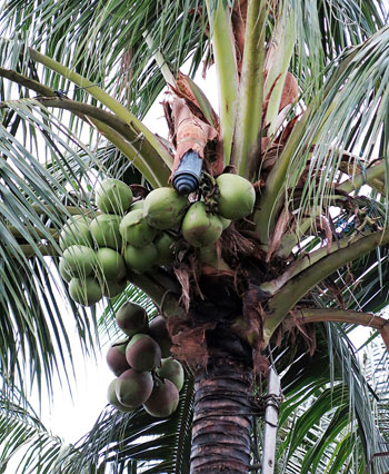 Palm wine of the Kadazandusun | Borneo Post Online