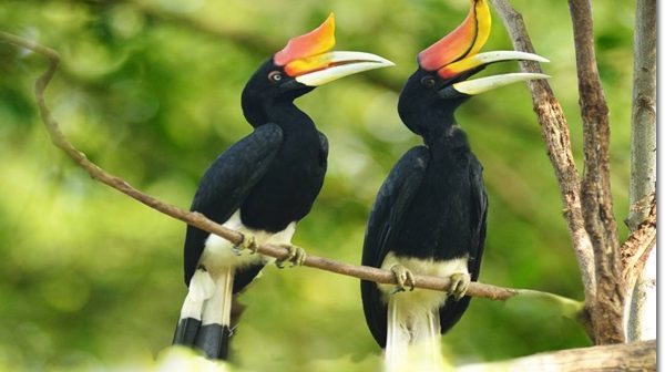 great hornbill flying in groups