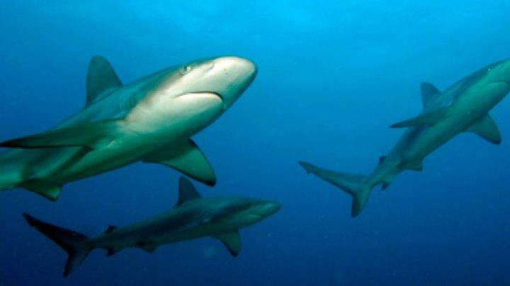 There have been 18 shark attacks near the Indian Ocean island of La Reunion since 2011 -© NOAA/AFP/File 