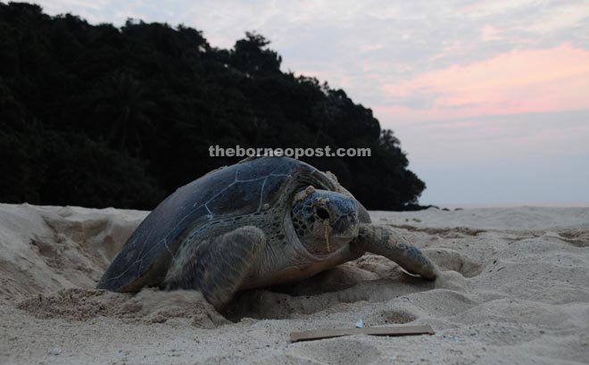 Even now, turtles are still gathering at Talang-Talang which is now a turtle sanctuary to lay their eggs. — Photo courtesy of Sarawak Forestry Department