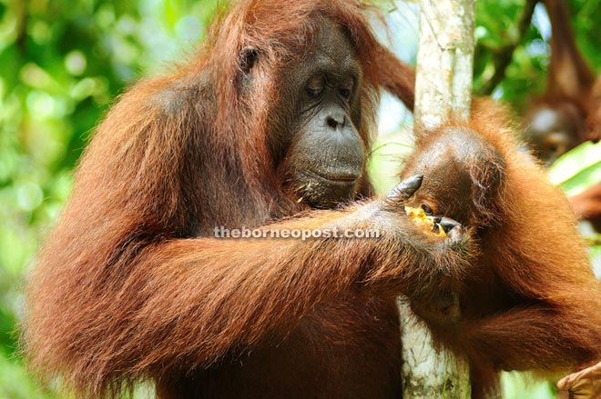 Sarawak has fewer than 2,500 orang-utans. – (Photo courtesy of Sarawak Forestry Corporation) 