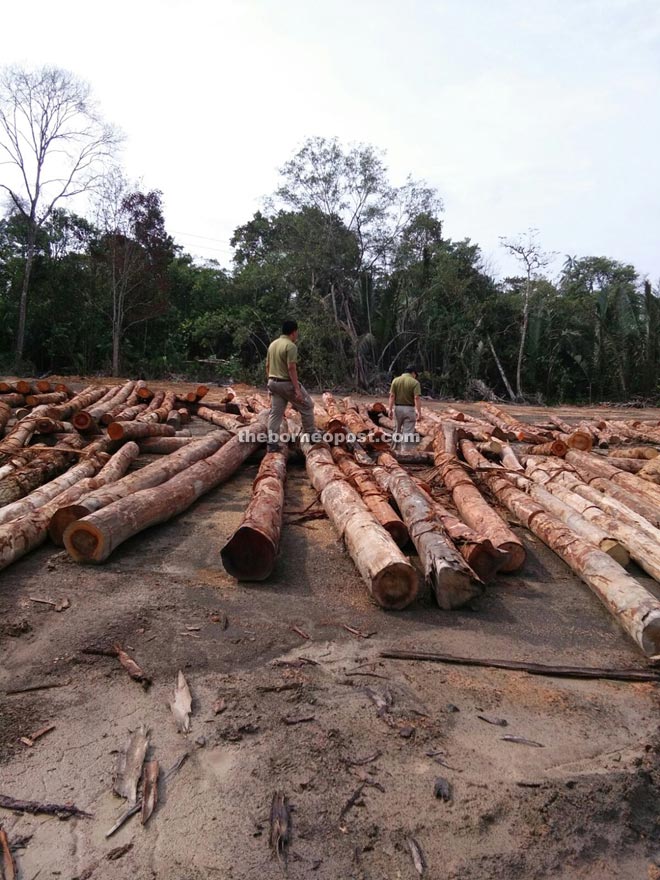 Illegal logs meant for processing at KIE.