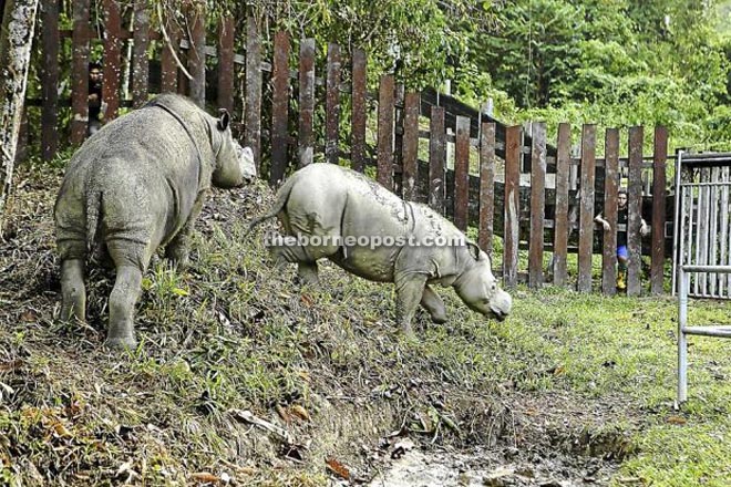 Tam and Puntung at the Borneo Rhino Sanctuary in Tabin Wildlife Reserve, Lahad Datu are among the last surviving Sumatran Rhinos in the country.