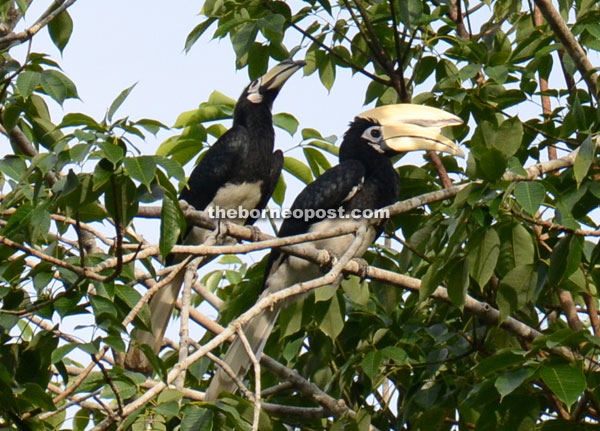 Jimmy (right) the hornbill with his new mate Juliet.