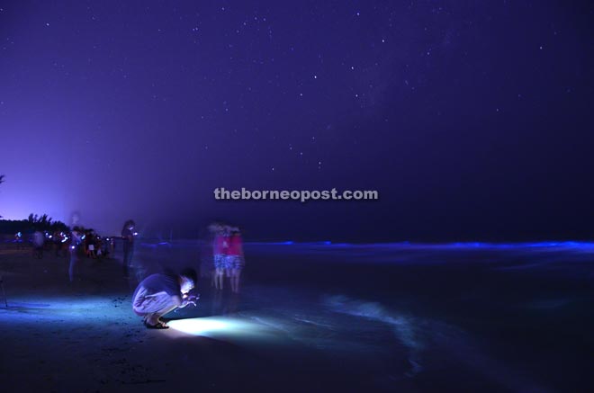 The sighting of ‘Blue Tears’ at Luak Esplanade beach has attracted hundreds of people hoping to snap photographs.