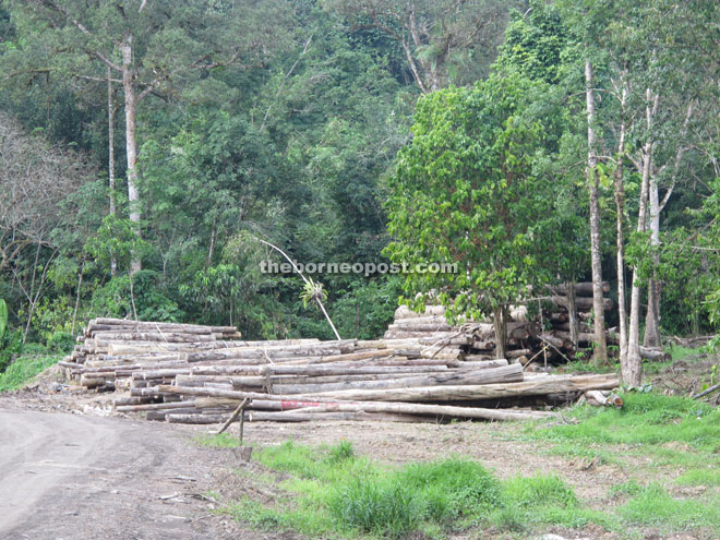 Piles of logs of various sizes can be seen at the log pond of Kampung Semadang Danu. The ones behind the trees on the right are more than one-foot or more in diameter.