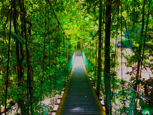 Those with sure footing and a head for heights can explore the canopy walk. — Photo by Nicolai Edgar Andersen