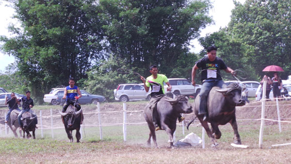 The iconic buffalo races are the highlights of Pesta Babulang.