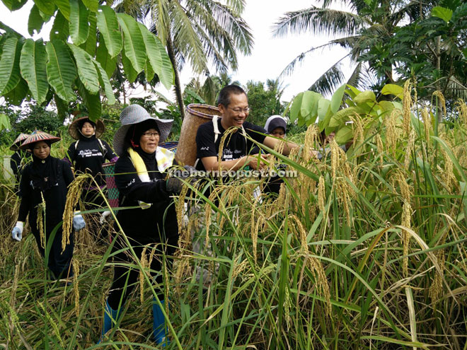 Saidol joins in the harvesting of paddy to the delight of the locals. 