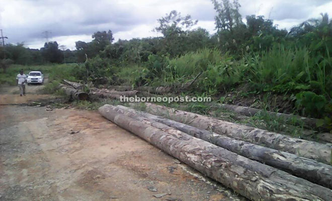 The logs confiscated from the site at Sungai Sugai, Pakan. 