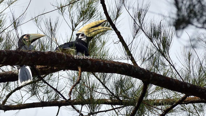 Ching (left), the new addition to the Oriental Pied Hornbill family at PNR spotted with papa Jimmy three days ago by PCMNPS member Phui Chun Hua.