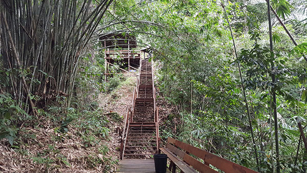 Bamboo plants form an arch over the belian staircase.