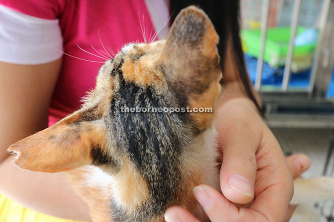 The mark on a stray cat’s ear (left) shows it has been neutered.