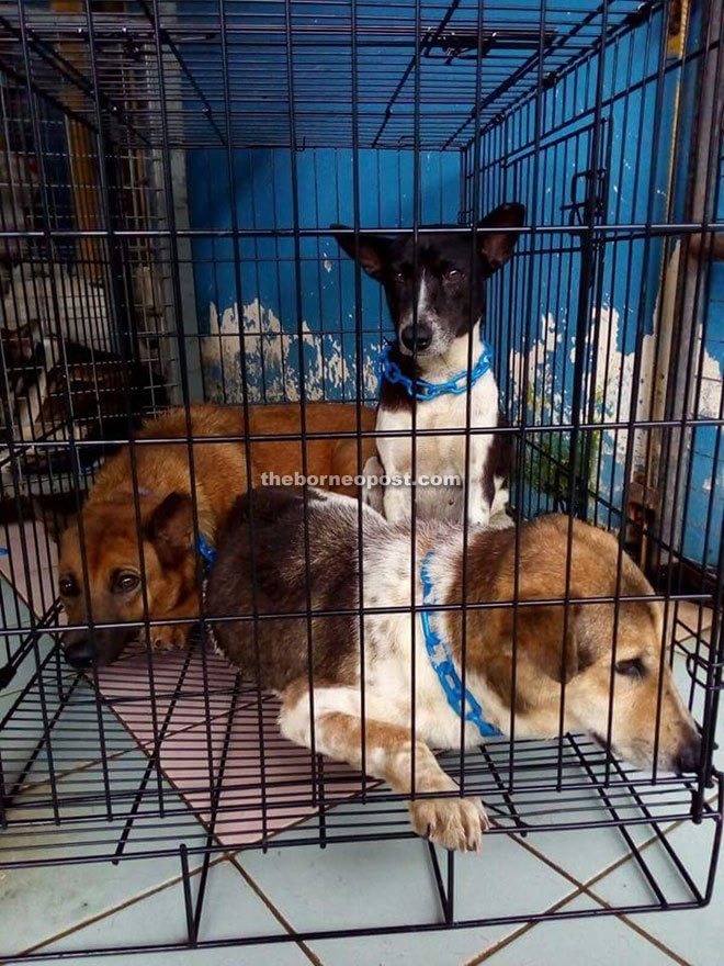 These are a few of the TNVR dogs awaiting to be released. — Photos courtesy of SOS Kuching