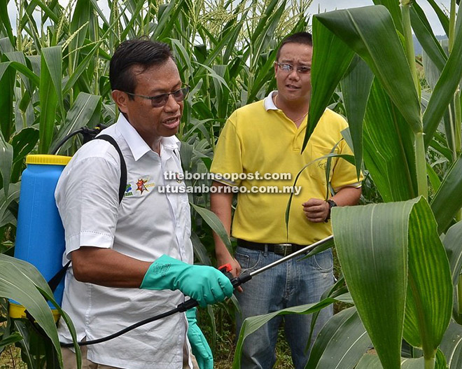 MENCUBA: Ahmad Shabery menyembur probiotik ke atas pokok jagung manis sambil disaksikan ketua peserta TKPM Semenggok Alan Wei Hua Fong.