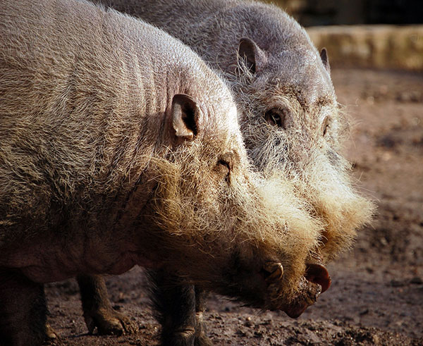 Little is really known about the bearded pig for such is its elusiveness in the rainforest.