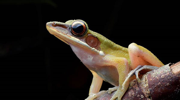 Winner Best Photo (DSLR) White-lipped Frog (Chalcorana raniceps) photo by Badiozaman Sulaiman.