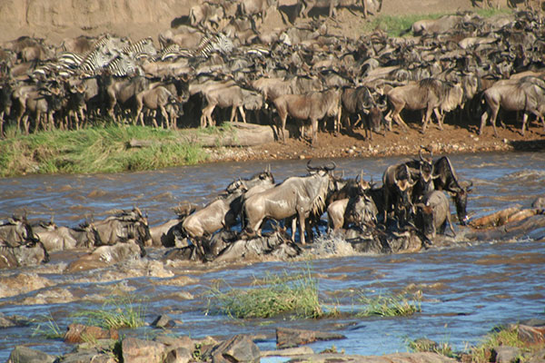 Wildebeest and zebras cross a river towards greener pastures. 