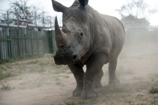 A rhino looks through the bars of the holding pens at the Kruger National Park on March 2, 2015 -AFP photo