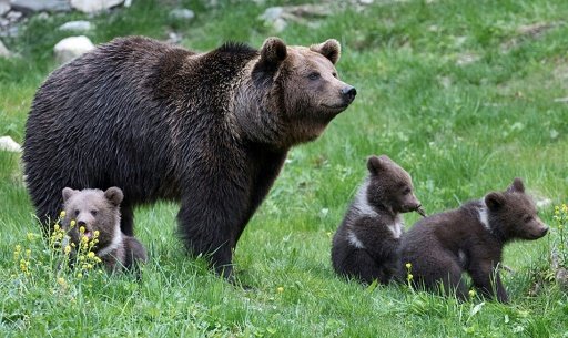 Male brown bears kill cubs to trigger oestrus -- a period of sexual receptivity -- in females who would otherwise have come into heat only after raising their cubs to independence -AFP photo