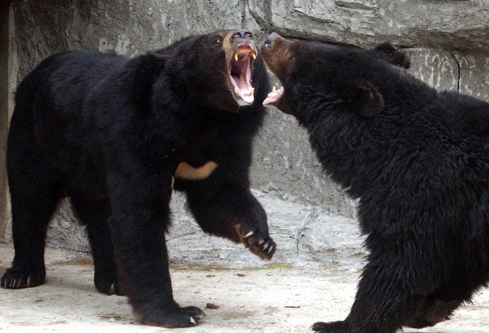 Bear attacks on humans are not unusual in mountainous Akita prefecture on Japan's main island of Honshu, but fatal ones are, with only eight tallied from 1979 through last year.