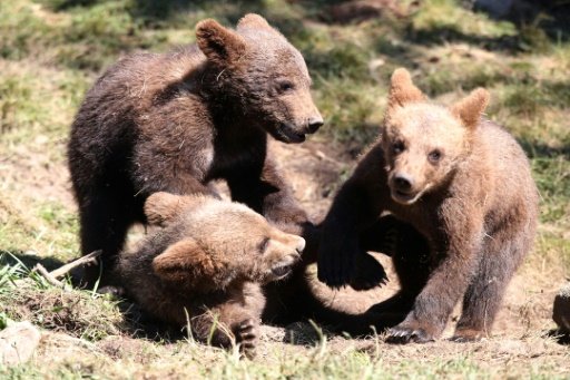 French protesters are calling for the imemdiate removal of brown bears from the Pyrenees regions, blamed for the death of livestock -AFP photo