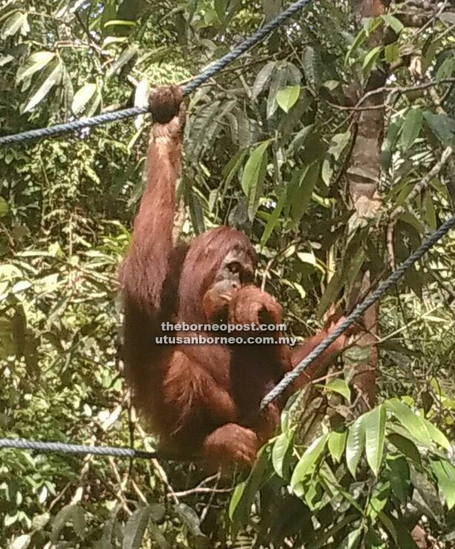 Orang utans remain the wildest attraction at Semeggoh Wildlife Sanctuary. 